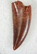 Finely Serrated Raptor Tooth From Morocco - #22988-1